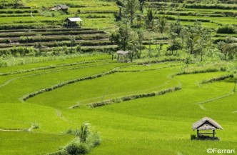 14 daagse rondreis Bali en Lombok 1